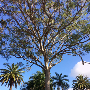 Queensland Blue Gum (Eucalyptus tereticornis)