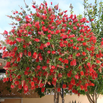 Red Bottlebrush (Callistemon citrinus)