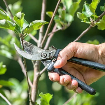 benefits of pruning trees