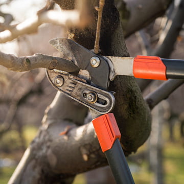 benefits of tree pruning