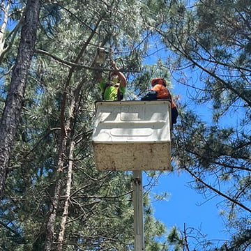 professional tree pruning