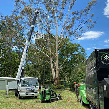 arborist tree pruning