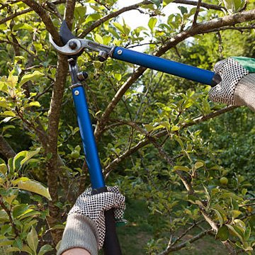 benefits of pruning