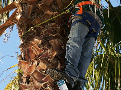 palm tree removal
