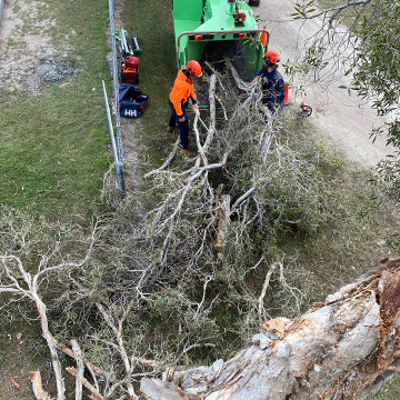 Crown Reduction Crown Thinning