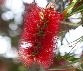 Low Maintenance Trees to Plant - Bottlebrush