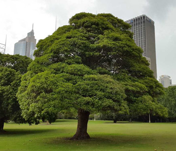 Low Maintenance Trees to Plant - Brush Box