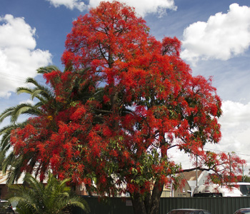 Low Maintenance Trees to Plant - Flame Tree