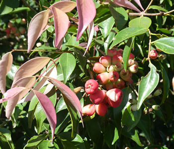 Low Maintenance Trees to Plant - Lilly Pilly