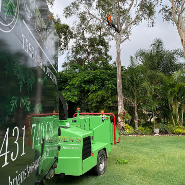 alternatives to Tree Topping