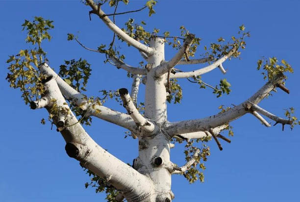 Dangers of Tree Topping