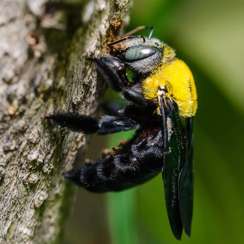 Carpenter Bees