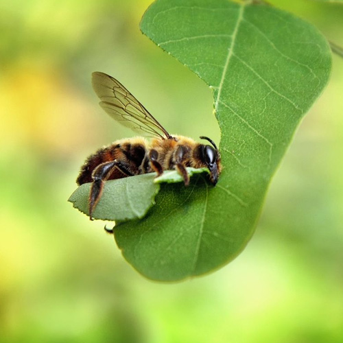 Leafcutter Bees