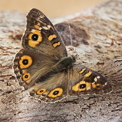 Meadow Argus