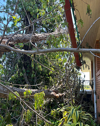 Preparing Trees Storm Season