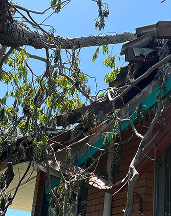 Preparing Trees Storm Season