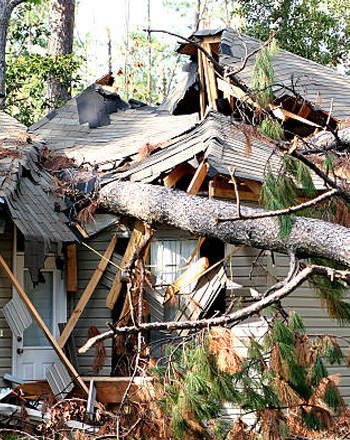 Preparing Trees Storm Season