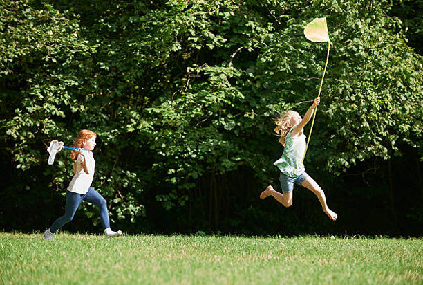 bees butterflies garden