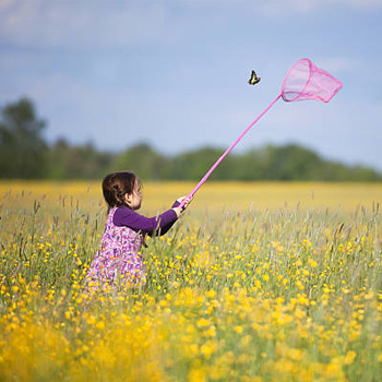 attracting butterflies