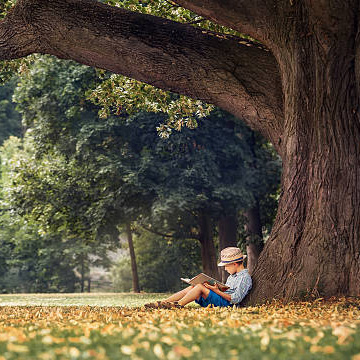 shade trees to plant