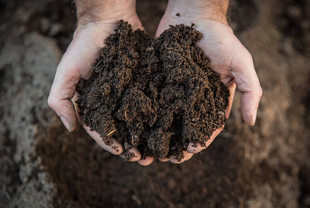 Soil Care for healthy trees