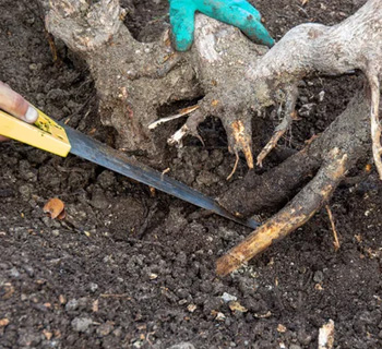 Innovative Pruning Techniques