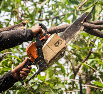 Innovative Pruning Techniques