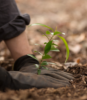 planting tree near home