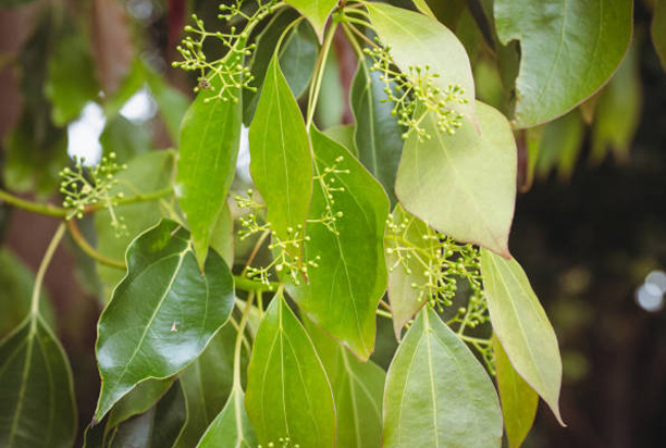 Trees to Avoid Planting