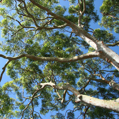 Trees to Avoid Planting