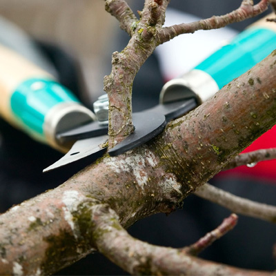 Autumn Tree Services