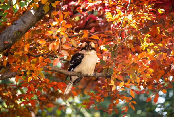 Autumn Tree Services