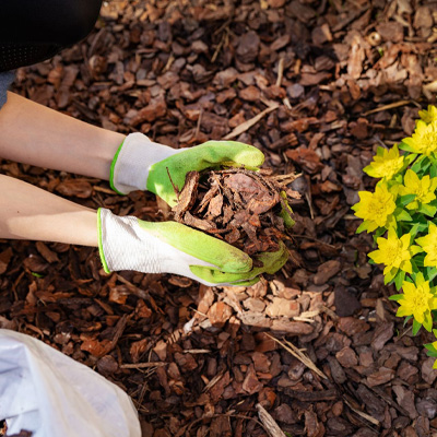 Autumn Tree Services