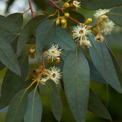 Permission To Cut Down Your Tree