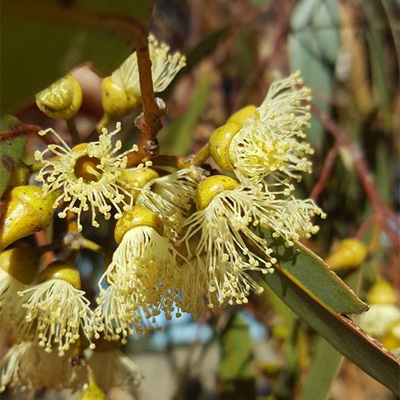 Permission To Cut Down Your Tree