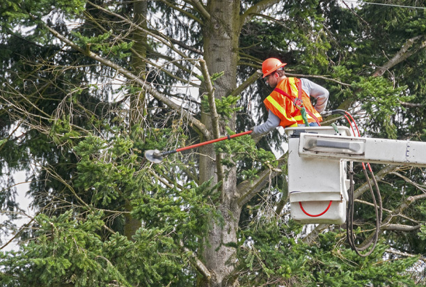 Power Line Clearance
