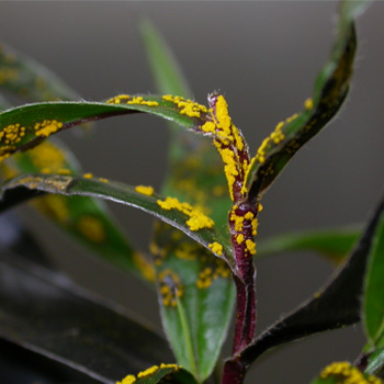Myrtle Rust