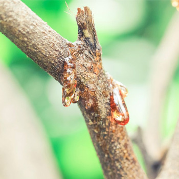 Tree Diseases in South East Queensland