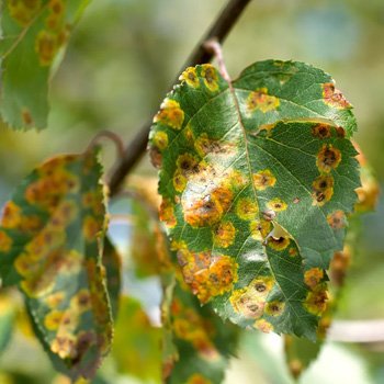 Tree Diseases in South East Queensland