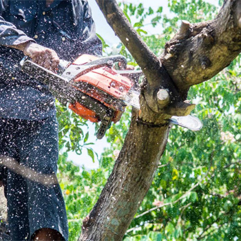 Tree Diseases in South East Queensland