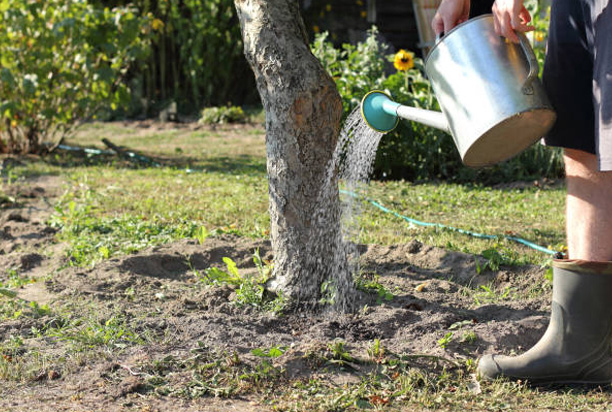 Effective Watering Practices