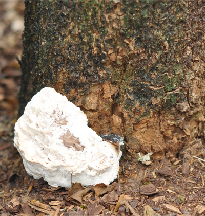 5 Signs Your Tree Might Be a Safety Hazard