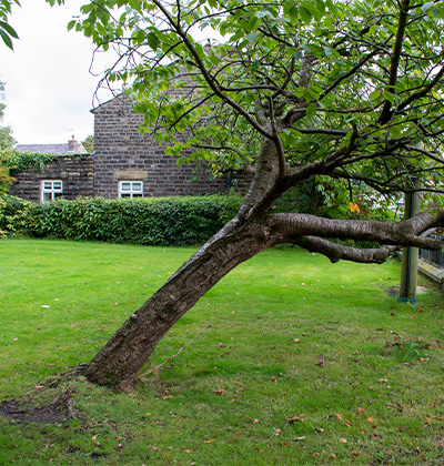 5 Signs Your Tree Might Be a Safety Hazard