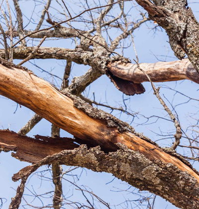 5 Signs Your Tree Might Be a Safety Hazard