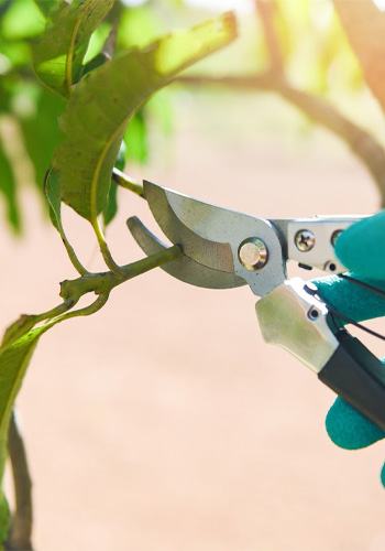 Practical Tips for Young Tree Care