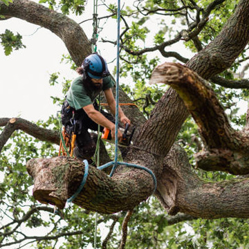 Tree Care Myths