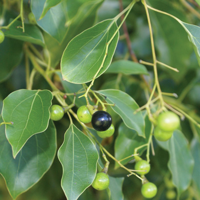 Invasive Species on Local Trees