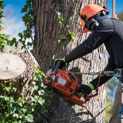 Invasive Species on Local Trees