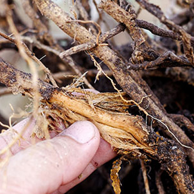 Arborist Fighting Tree Diseases