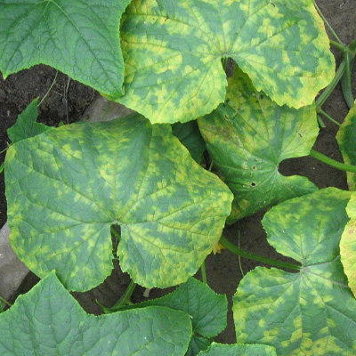 Arborist Fighting Tree Diseases